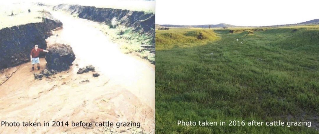 What is Regenerative Agriculture and can cattle be a solution to climate change?