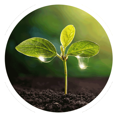 Plant Growth Image