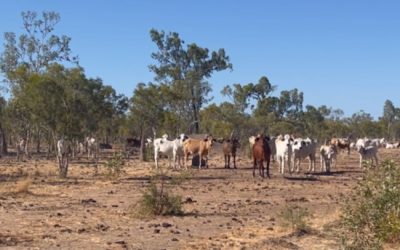 Cattle are an effective tool to reduce bushfire riskl